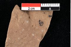 Foto (Detailansicht) von Glyptostrobus europaeus Brongniart (NHMW-GEO-2024-0188-0150)